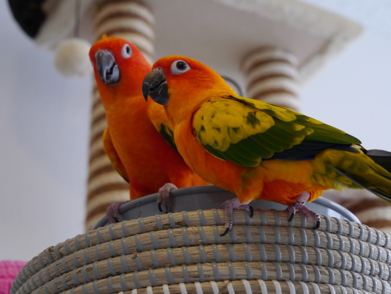 コガネメキシコインコ