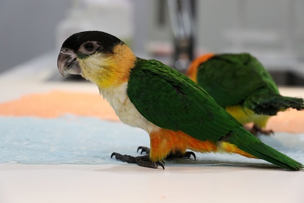 ハルクインコンゴウインコ ズグロシロハラインコ ウロコインコ リュック ハルクインコンゴウインコ ズグロシロハラインコ ウロコインコ リュック